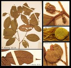 Image result for Leptonychia