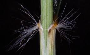 Image result for Stipagrostis uniplumis