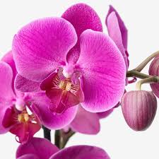 Check spelling or type a new query. Phalaenopsis Potted Plant Orchid Cascade 1 Stem 12 Cm Ikea