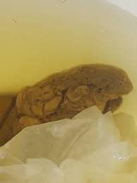 How to spot bowel cancer signs and see if your poo is healthy. Tiny Reddish Brown Spots In Poop Should I Be Concerned Poop