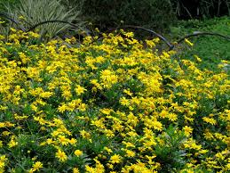 Image result for Euryops chrysanthemoides