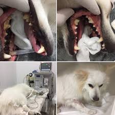 Veteriner Dis Klinigi