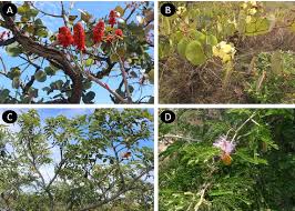 Image result for Cryptosepalum maraviense