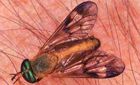 Deer Flies Yellow Flies And Horse Flies Chrysops Diachlorus And Tabanus Spp