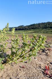 Image result for Salsola kali