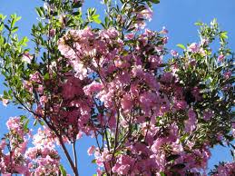 Image result for Tabebuia heterophylla