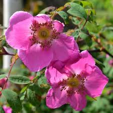 Image result for Rosa sp.