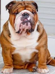 Looking for an english bulldog puppy to bring home? 380 Bulldogs And La Tech Ideas In 2021 Louisiana Tech Bulldog English Bulldog