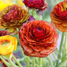 The familiar and widespread buttercup of gardens throughout northern europe. Unique Ranunculus Bulbs For Sale Persian Buttercup Cafe Easy To Grow Bulbs