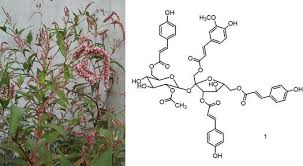 Image result for Ophrypetalum odoratum