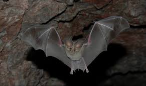 9 Of The Coolest Bat Species In The United States U S