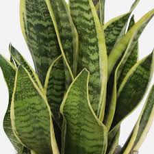 Image result for Tristachya superba