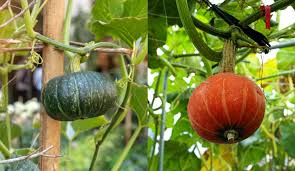 Summer squash season is upon us! How To Trellis And Grow Squash Vertically For Higher Yields In Less Space