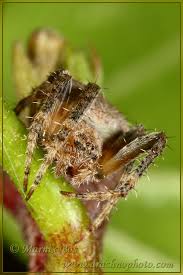 Image result for Centema subfusca