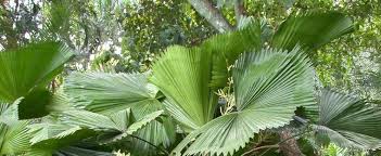 Check spelling or type a new query. Licuala Species Palas Palm Ruffled Fan Palm Vanuatu Fan Palm Licuala Grandis
