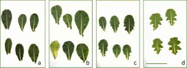 Image result for Lactuca glandulifera