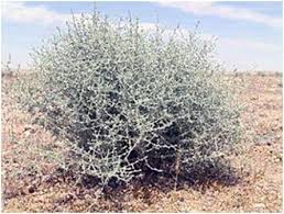 Les Vertus De L Armoise Blanche Chih En Arabe Armoise Plante Medicinale Jardin Ecologique