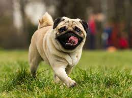 What Was The Pug Bred To Do American Kennel Club Pug Breed Pug Puppies Pug Dog