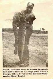 Pin By Dr Louis Gaetan Rabaud On Snakes Big Animals Deadly Animals Animals