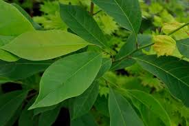 Pink magnolia 'star wars' tree. Magnolia Star Wars Plant Lust