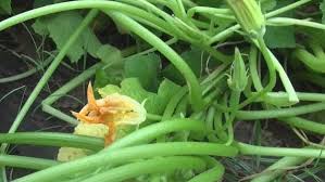 Leading b2b portal · quality china products · sgs audited suppliers So What S With Those Weird Seed Packets From China Naked Capitalism