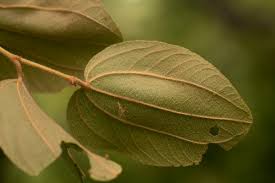 Image result for Ziziphus abyssinica