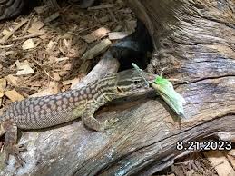 再UP リッジテールモニターEUCB – 完全予約制 かめぢから