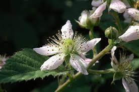 Das gilt freilich unter der prämisse, dass sie sich rechtzeitig und sachkundig der schnittpflege gewidmet haben. Brombeeren Rubus Sectio Rubus Der Bio Gartner