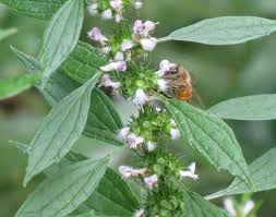 Unfortunately trying to find photos of native australian bees on the ideal flowers was tricky so you may below we have listed only a few of the favourite flowers for native bees, like all pollinators they will visit almost any flower that contains nectar and pollen. Pollinators Boulder County