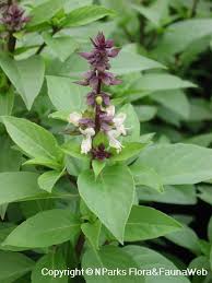 Image result for Ocimum americanum