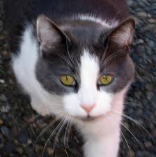 Grey and white cat breeds with yellow eyes. Gray And White Cat With Yellow Eyes