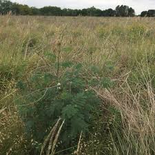 Image result for Acacia goetzei