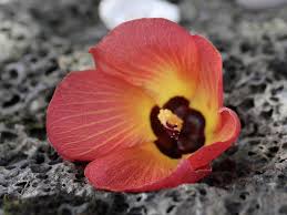 Carlingford is 18.6 miles from the accommodation, while newry is 8.1. Botanical Gardens Manoa Heritage Center