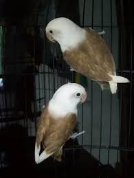 They Look Like Miniature Bald Eagles Love Birds Pet Pretty Birds Pet Birds