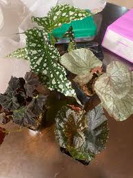 Image result for Begonia subscutata
