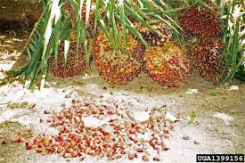 Image result for Elaeis