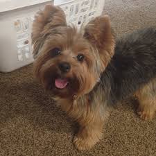 We did not find results for: 80 Adorable Yorkie Haircuts For Your Puppy
