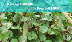 Check spelling or type a new query. 9 Manfaat Binahong Untuk Penyakit Tiroid Khasiat Binahong Untuk Benjolan Di Leher Berita Pertanian Mitalom