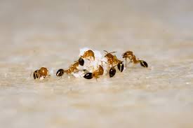 How do you prevent sugar ants in kitchen areas? How To Get Rid Of Sugar Ants How I Get Rid Of
