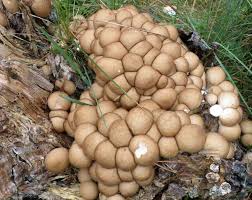 Community supported agriculture (csa) farms : Lycoperdon Pyriforme Stump Puffball Identification