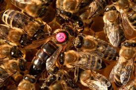 Get inspired by our community of talented artists. Queen Bee Bees Insect Free Photo On Pixabay