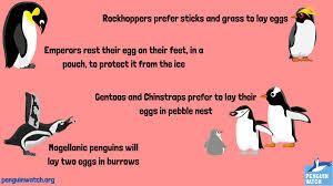 At the end of it. Penguin Watch Penguin Watch Twitter