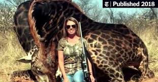 Yet there are so many species to celebrate. Killing Of African Giraffe Sets Off Anger At White American Savage Who Shot It The New York Times