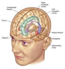 Limbic System Brain Anatomy Neuroscience Medical Anatomy