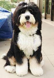 No puppies available at this time. Australian Bernedoodles Swissridge Berenedoodles