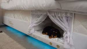 Dog beds vary significantly in terms of quality. Mattress Company Makes Bunk Beds For People And Their Pets Mental Floss