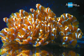 Alkohol in sprühflaschen gibt es in der apotheke. Nachzucht Im Meerwasser Aquarium Die Herausforderung Aqualog De