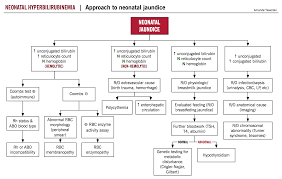 neonatal hyperbilirubinemia mcmaster pathophysiology review