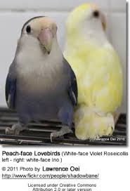 Peachfaced Lovebird Aka Rosy Faced Lovebird Breeding