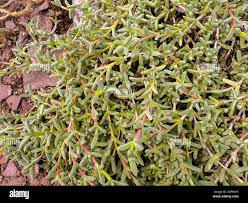 Image result for Hereroa